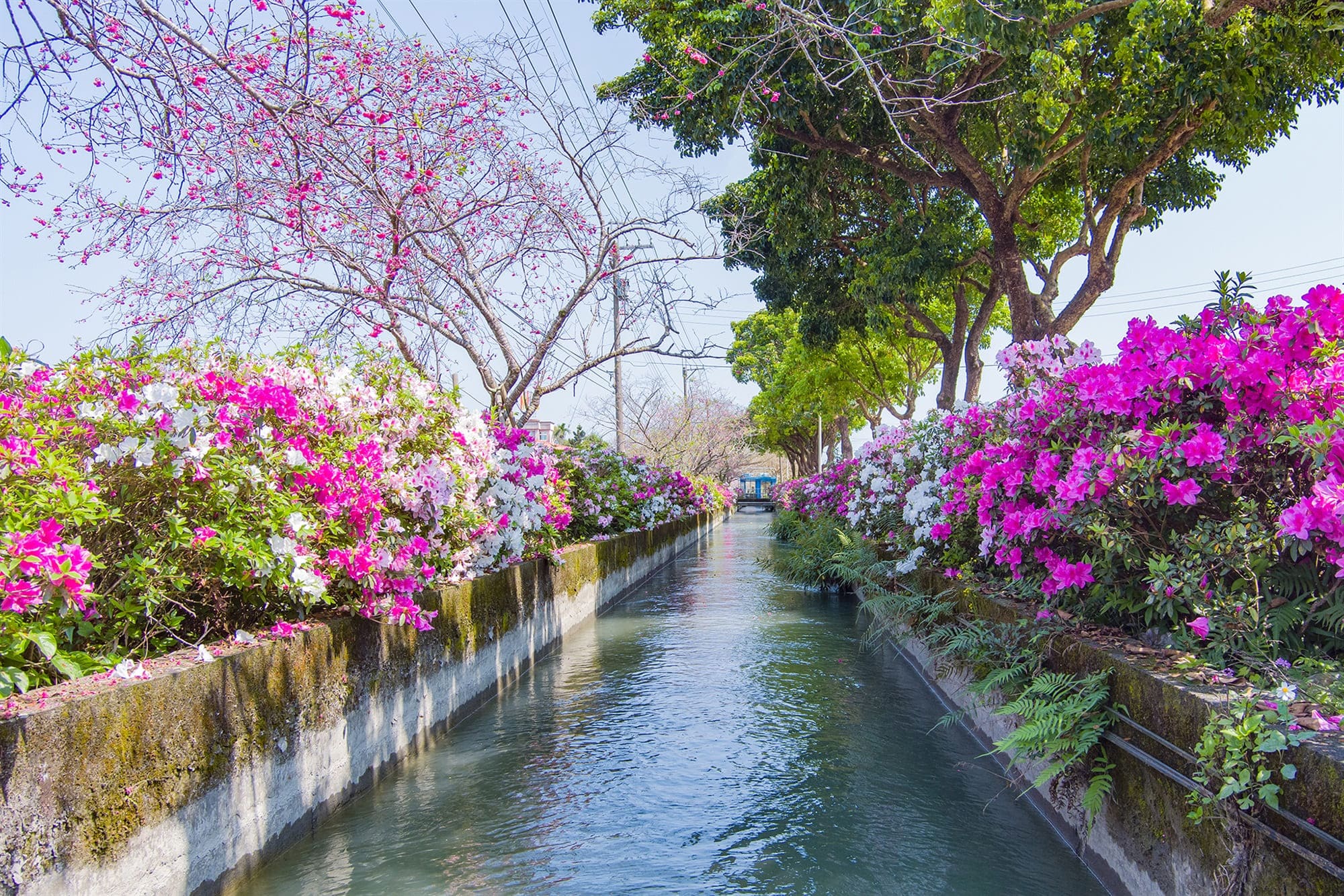 圳路綠美化-埔林圳