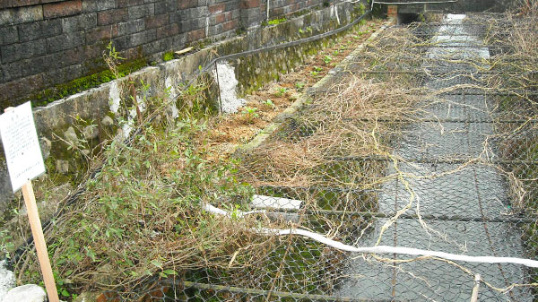 Enforcement action on the construction of vegetable and melon sheds along the canal road before removal.